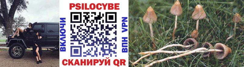 Псилоцибиновые грибы Psilocybe  shop как зайти  Томилино 